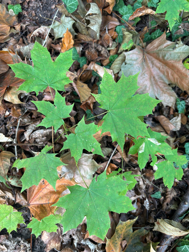 Norway maple