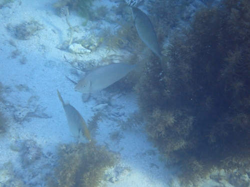 Siganus fuscescens observed 2026-10-16