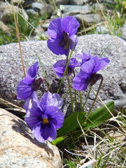 Viola altaica