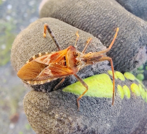 Western Conifer Seed Bug