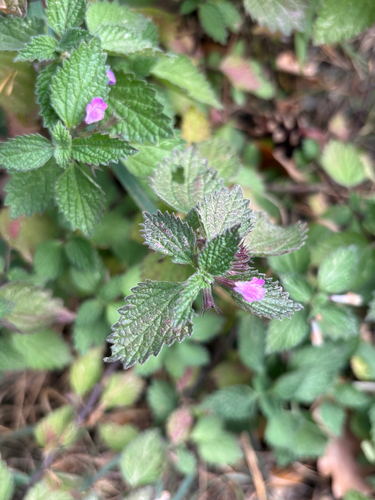 Black horehound
