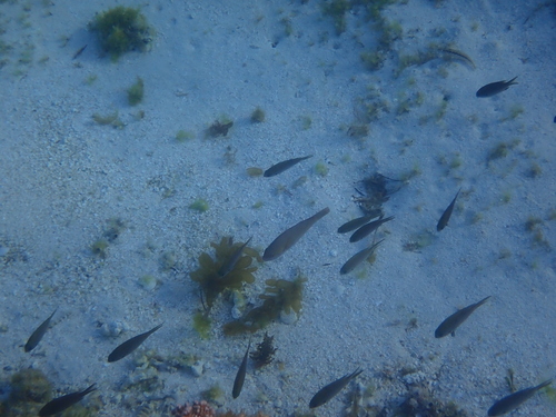 Chromis westaustralis observed 2026-10-16