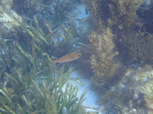 Chromis westaustralis observed 2026-10-16
