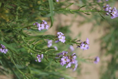 Cakile maritima euxina