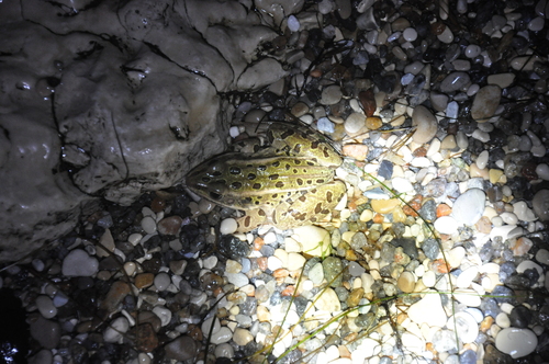 Northern Leopard Frog observed by stephenresearch