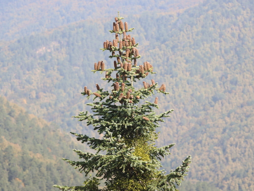 Abies nordmanniana, 2026-10-12