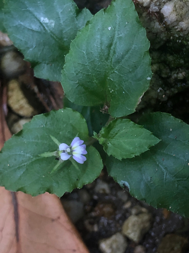 Lobelia zeylanica observed 2026-10-17
