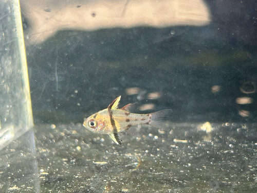 Sphaeramia nematoptera observed 2026-10-17