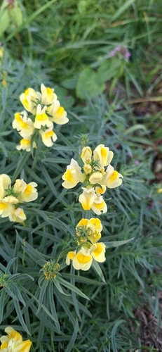 common toadflax
