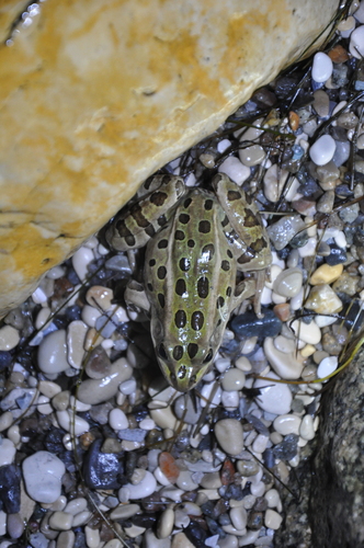 Northern Leopard Frog observed by stephenresearch