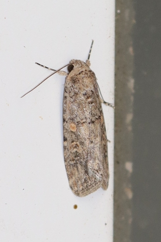 Beet Armyworm Moth