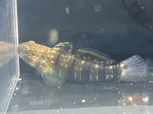 Amblygobius phalaena observed 2026-10-16