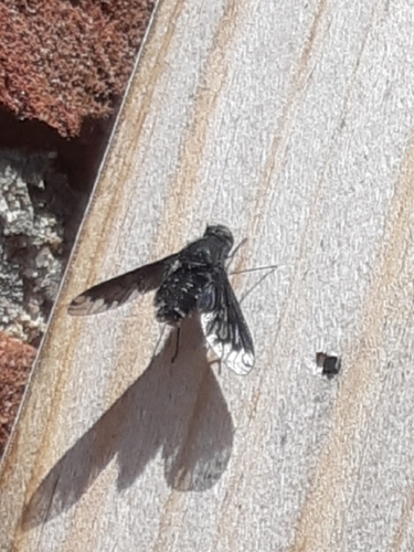 Anthracite Bee-Fly, 6102 XW Echt, Nederland, photo 8 of 10
