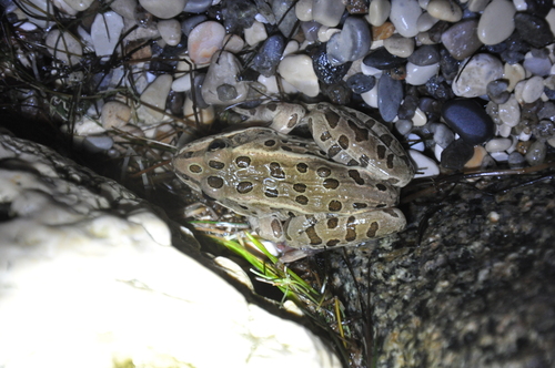 Northern Leopard Frog observed by stephenresearch