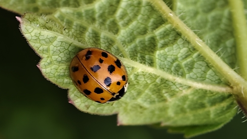 Asian Lady Beetle