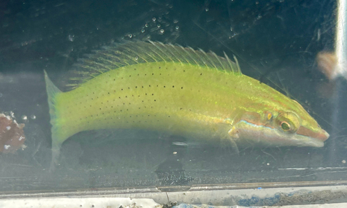 Halichoeres chloropterus observed 2026-10-16