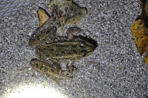 Northern Leopard Frog observed by stephenresearch