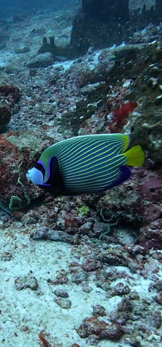 Pomacanthus imperator observed 2026-10-17