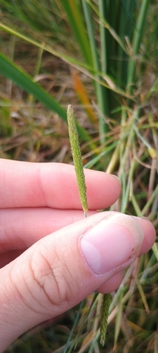 Alopecurus geniculatus observed 2026-10-17
