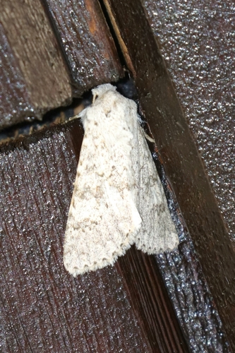 Aporophyla canescens