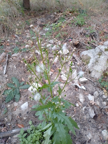 American burnweed