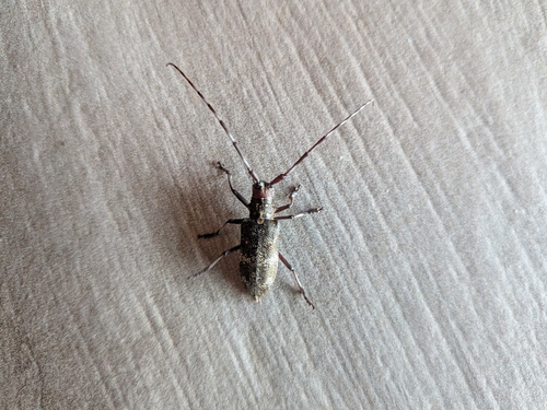 Black Pine Sawyer Beetle