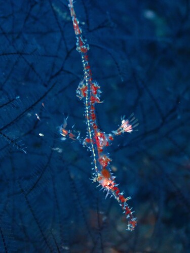 Solenostomus observed 2026-10-17