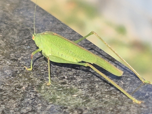 Mediterranean Katydid