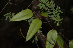 Smilax glyciphylla