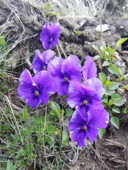 Viola altaica