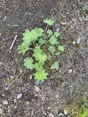 Alchemilla mollis