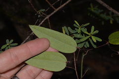 Smilax glyciphylla