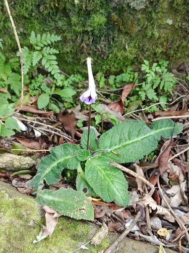 Didymocarpus observed 2026-10-17