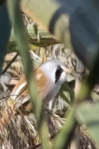 Bearded Reedling