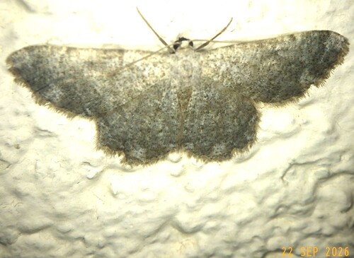 Dicrognophos sartata