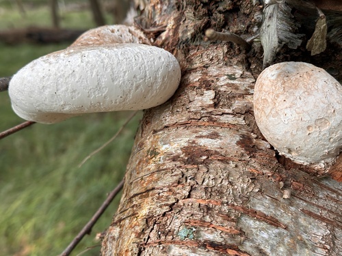 birch polypore