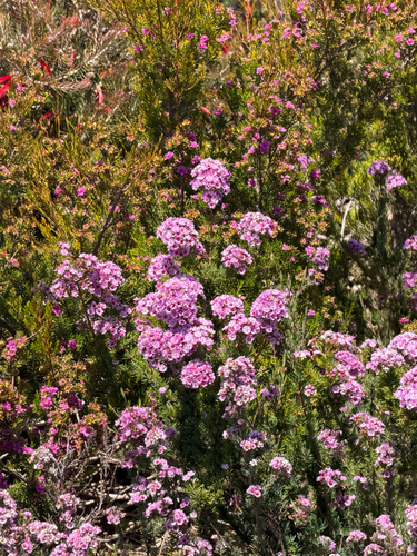 Verticordia plumosa observed 2026-10-17