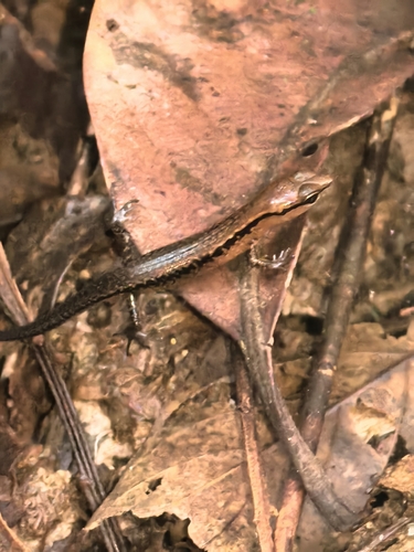 Scincella reevesii observed 2026-10-17