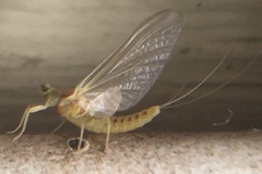 Ephemerella