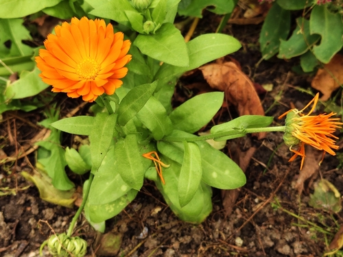 Entyloma calendulae, 2026-10-17