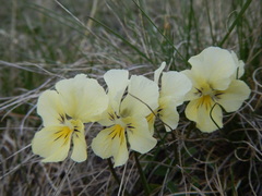 Viola altaica