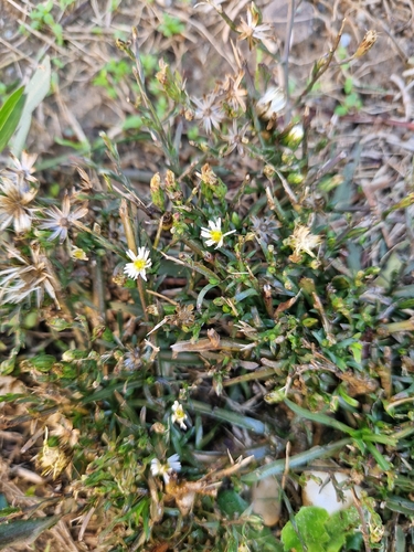 saltmarsh aster