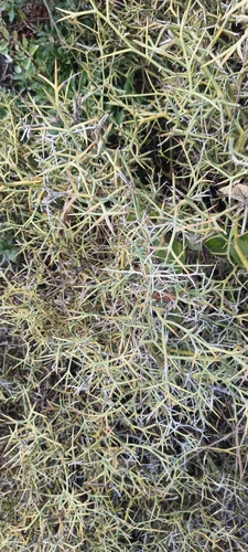 Grey Asparagus