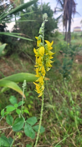 Crotalaria pallida observed 2026-10-17