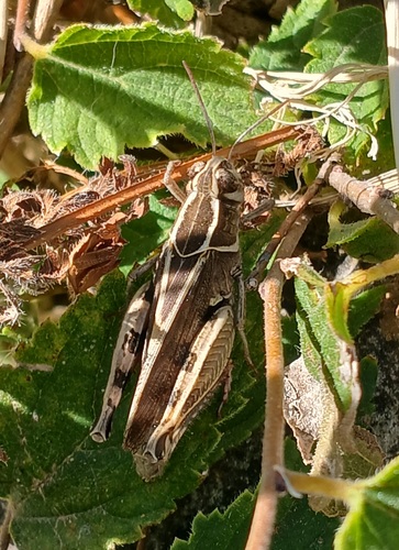 Barbary Grasshopper