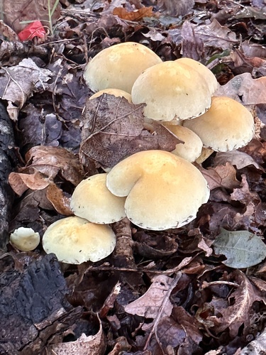 Sulphur Tuft