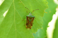 Elasmostethus interstinctus