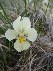 Viola altaica