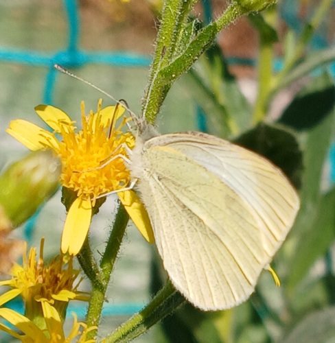 Small White