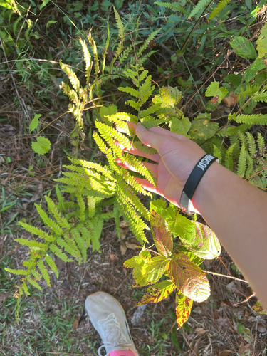 Anchistea virginica, 2026-10-17